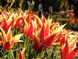 tulips on fire