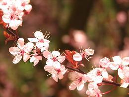 blossoms