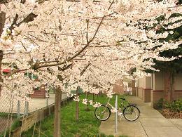 flowers and bike