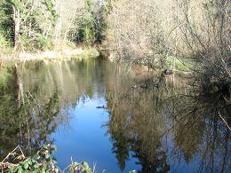 local pond